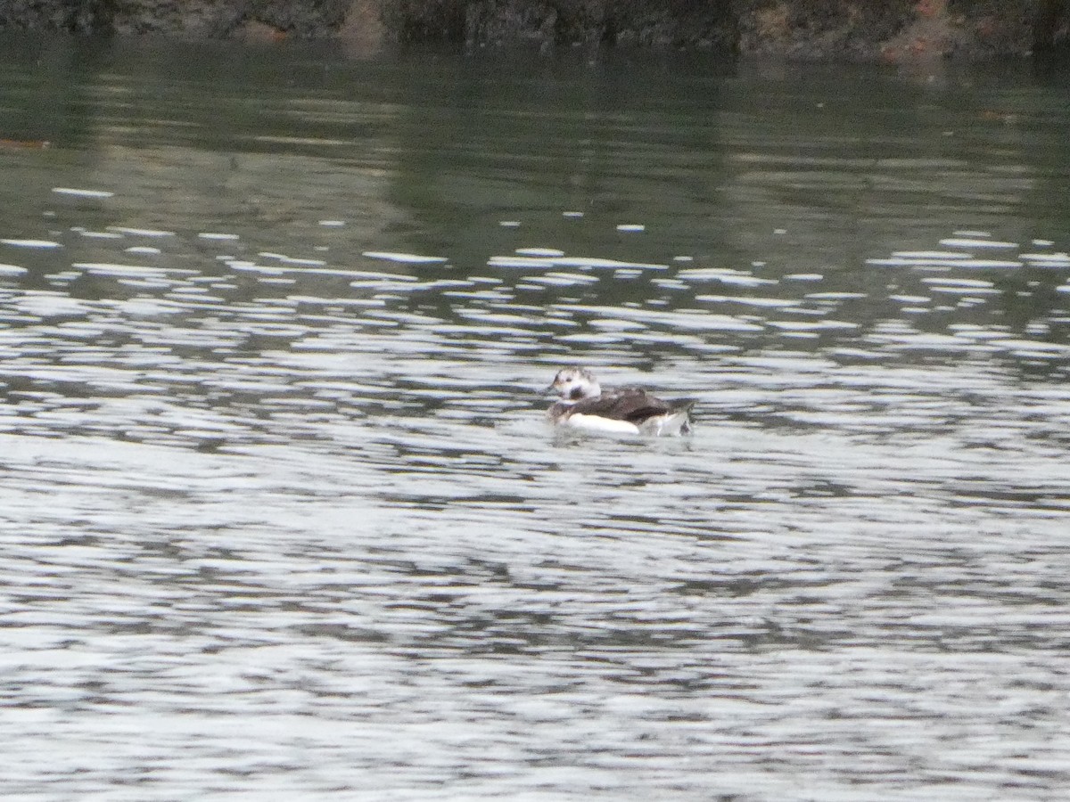 Eisente - ML646209021