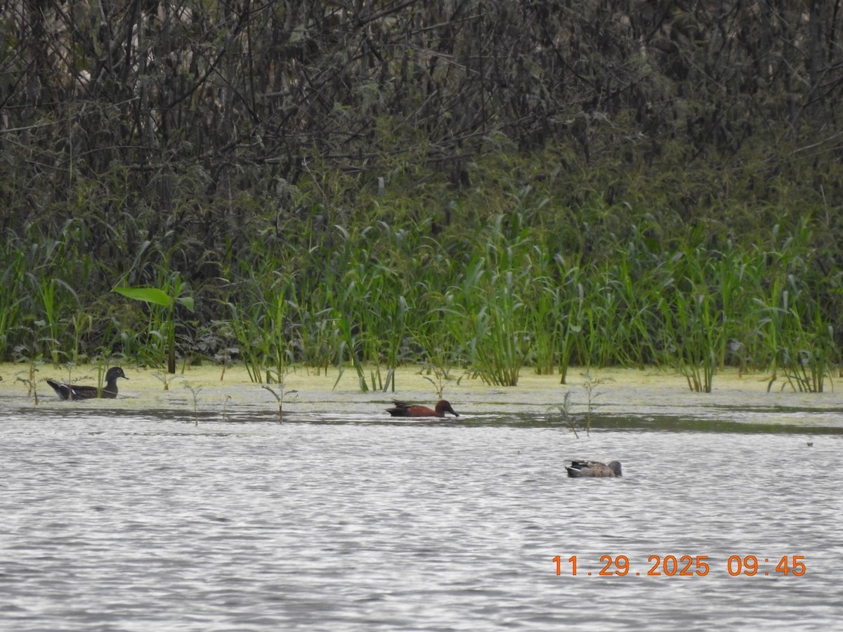 Zimtente - ML646209022