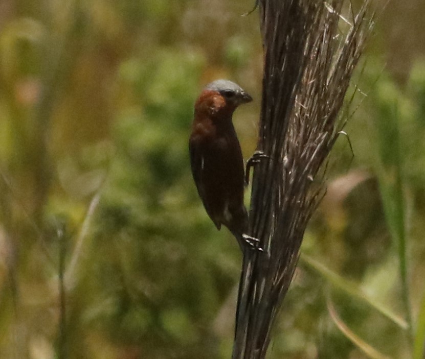 Zimtspelzer - ML646209023