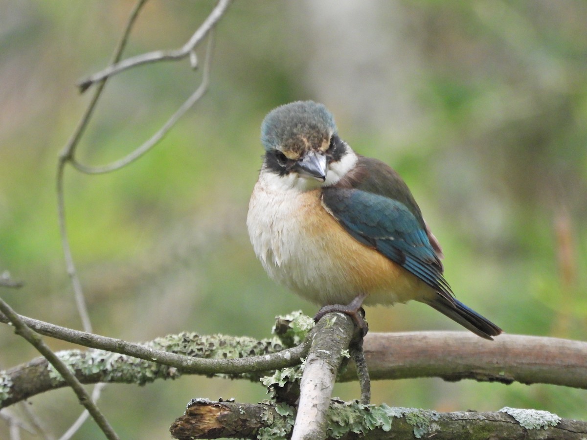 Götzenliest (sanctus) - ML646209024