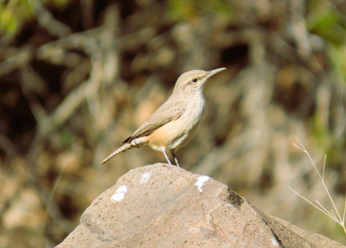 Felsenzaunkönig - ML646209025