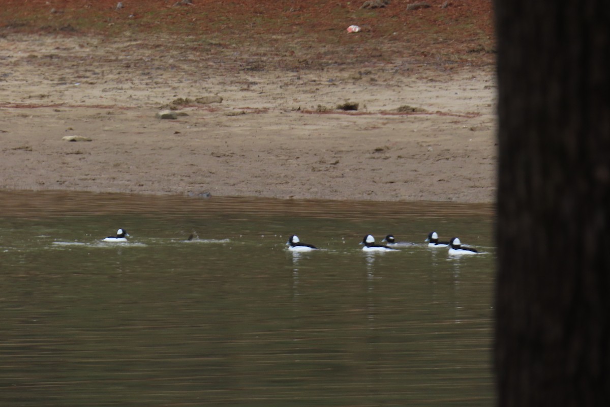 Büffelkopfente - ML646209026