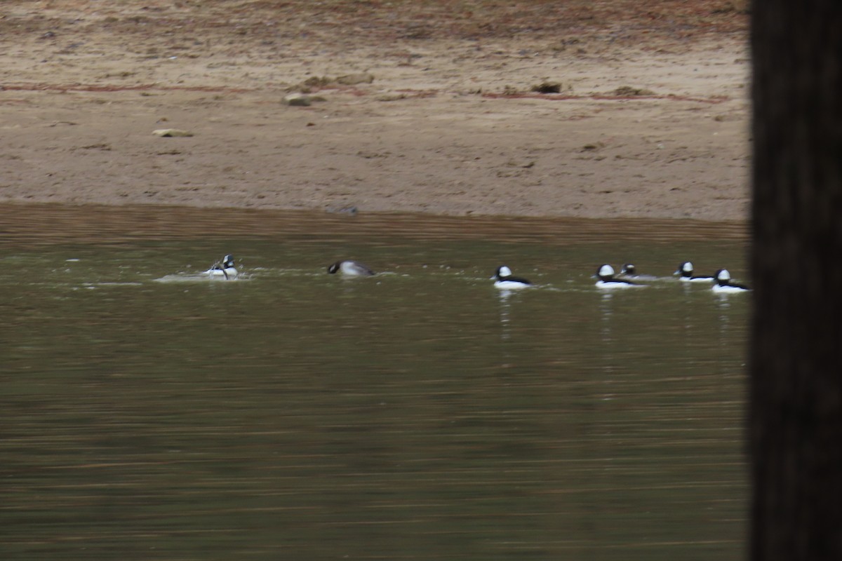 Büffelkopfente - ML646209027