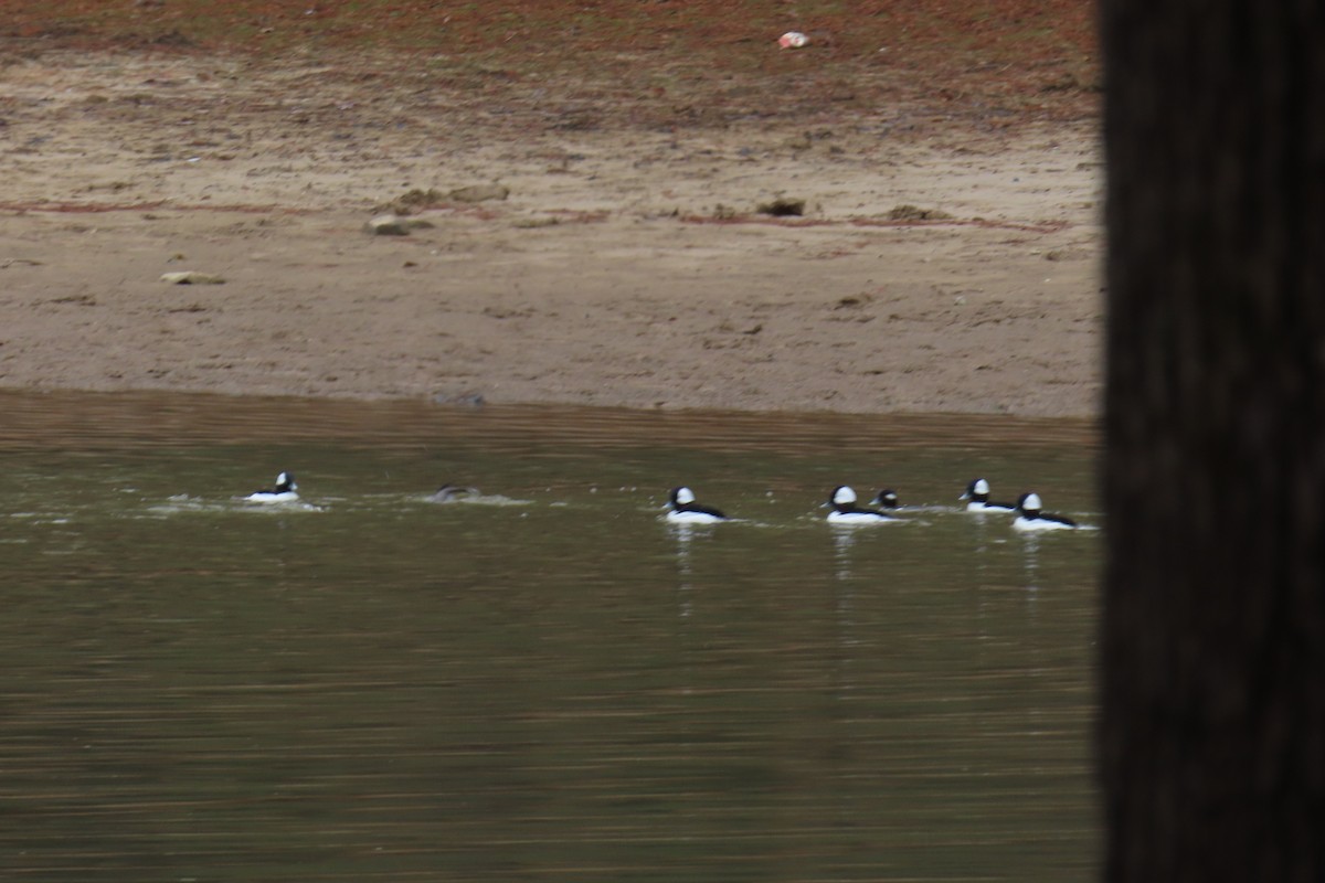 Büffelkopfente - ML646209028