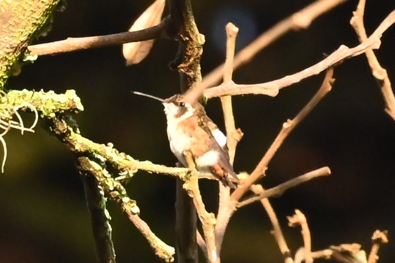 Weißbauchelfe - ML646209029