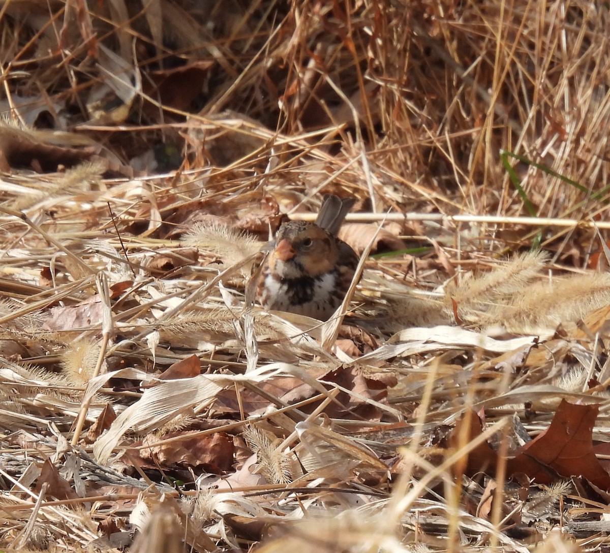 Bruant à face noire - ML646209030