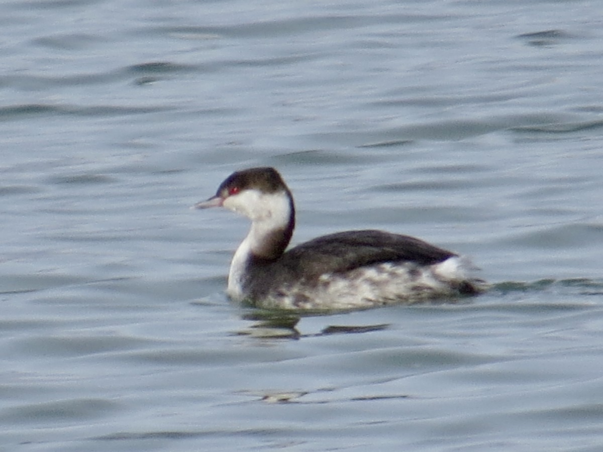 Horned Grebe - ML646209032
