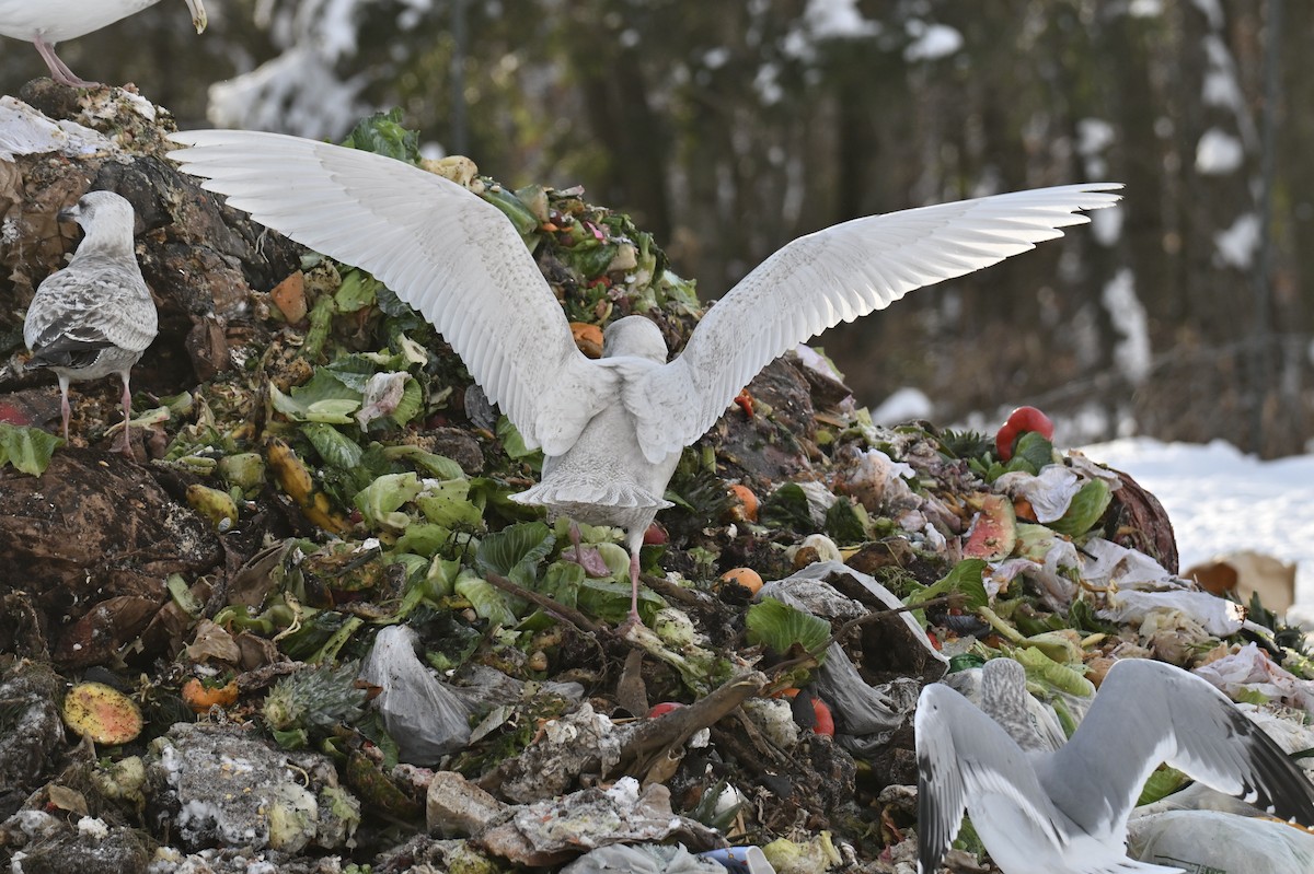 Glaucous Gull - ML646209039