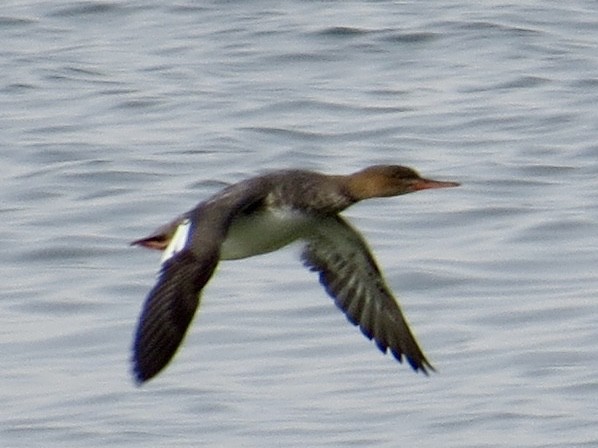 Red-breasted Merganser - ML646209044