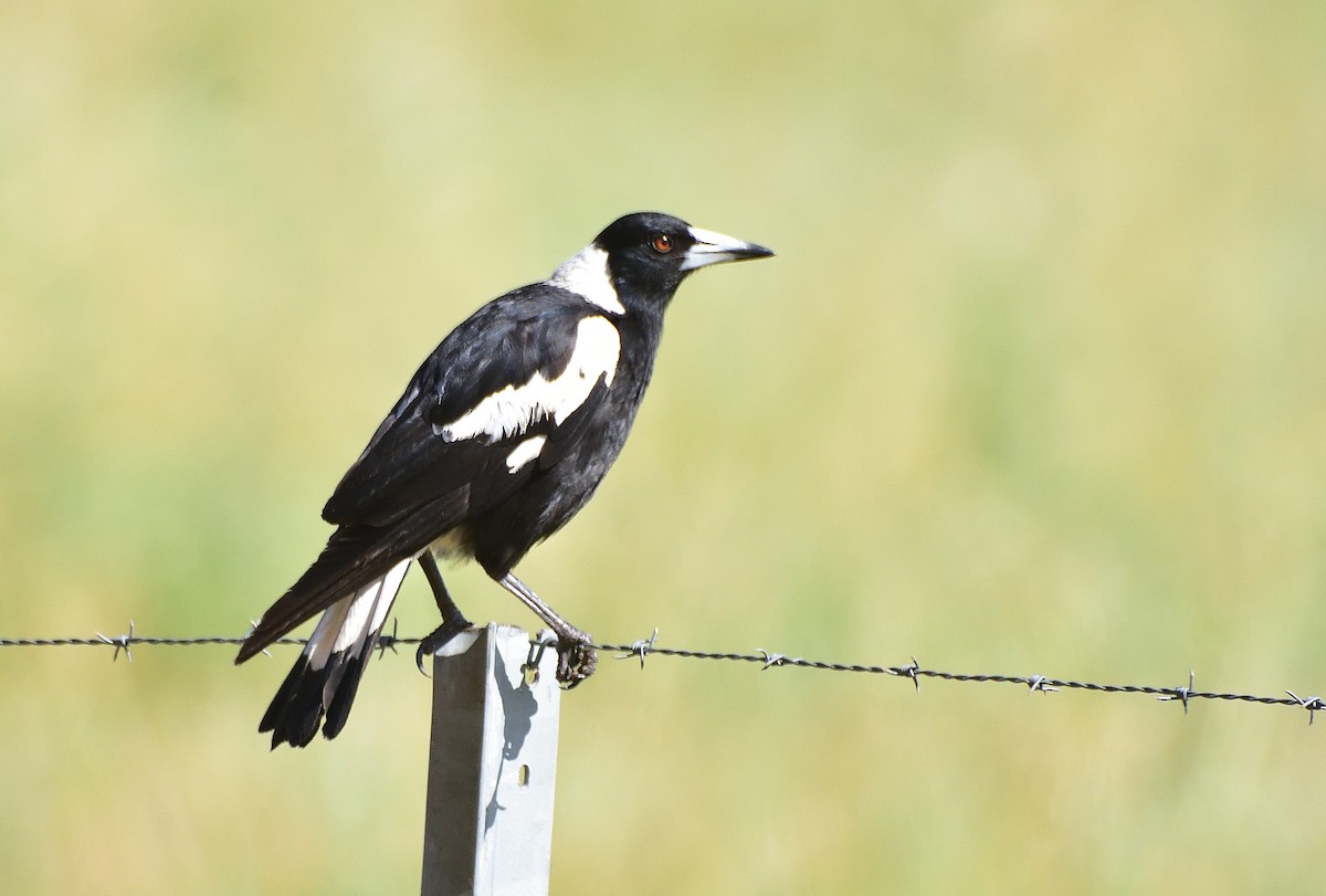 Australian Magpie (Black-backed) - ML646209046