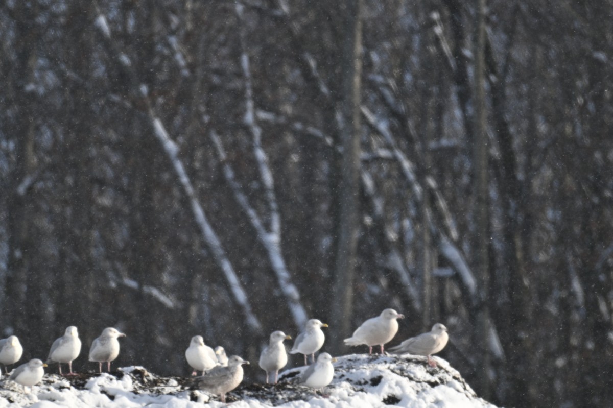 Iceland Gull - ML646209047