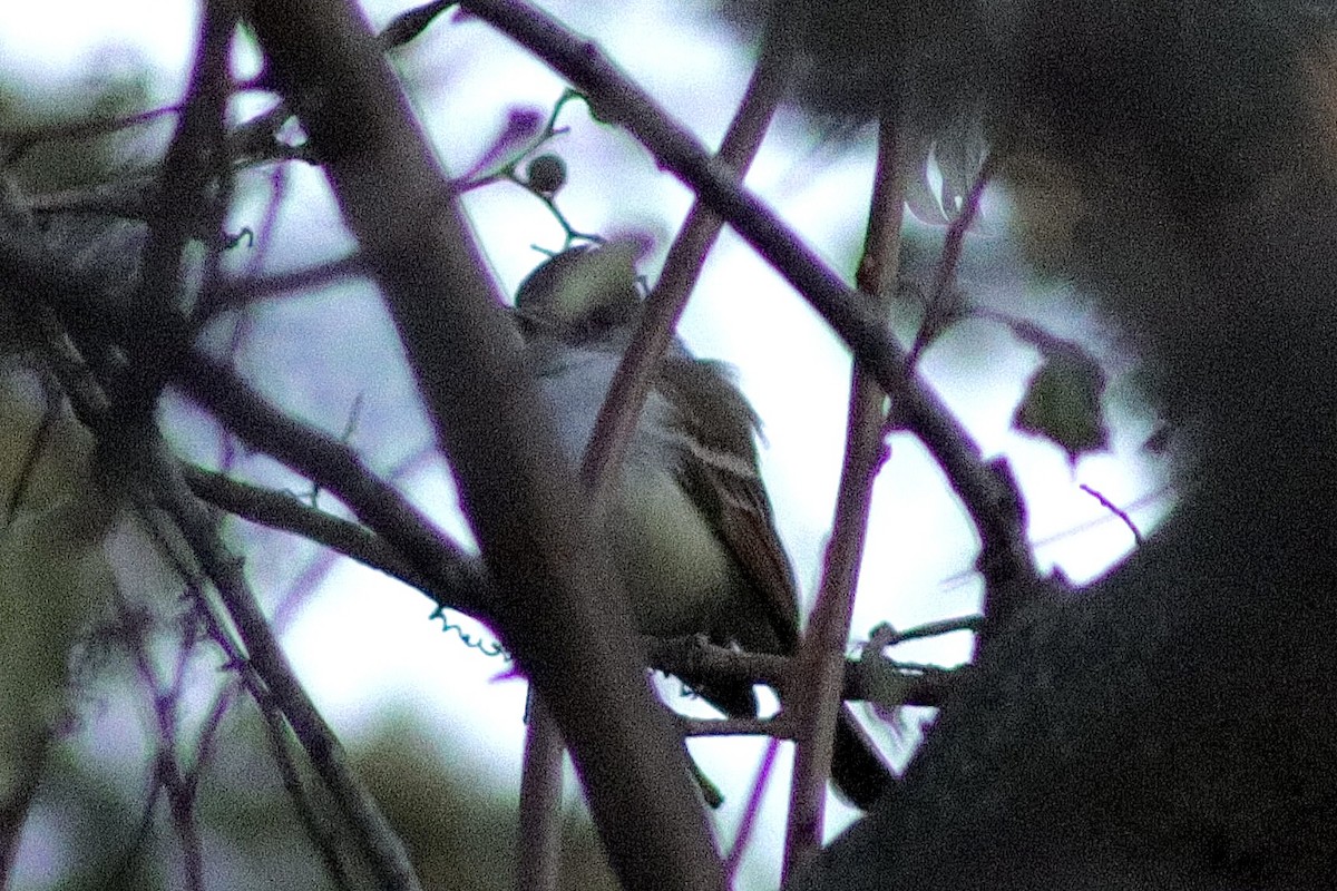 Ash-throated Flycatcher - ML646209049