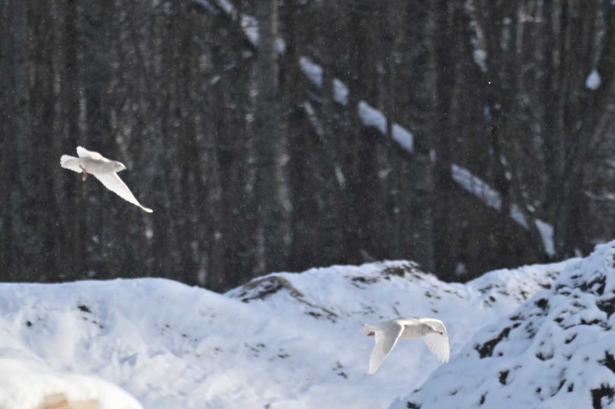 Iceland Gull - ML646209051