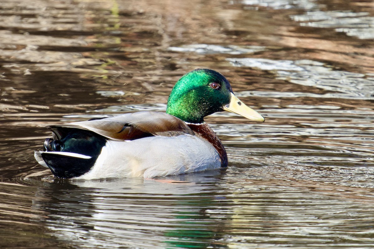 Mallard - ML646209056