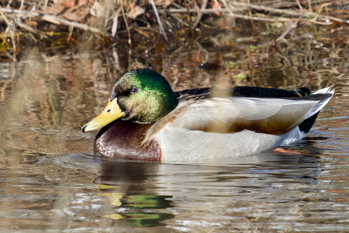 Mallard - ML646209057
