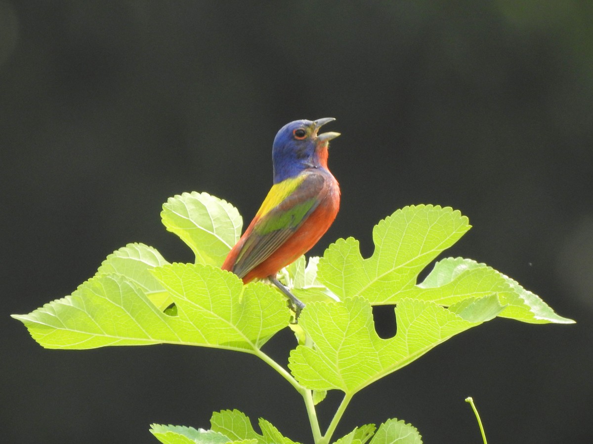 Painted Bunting - ML646209061