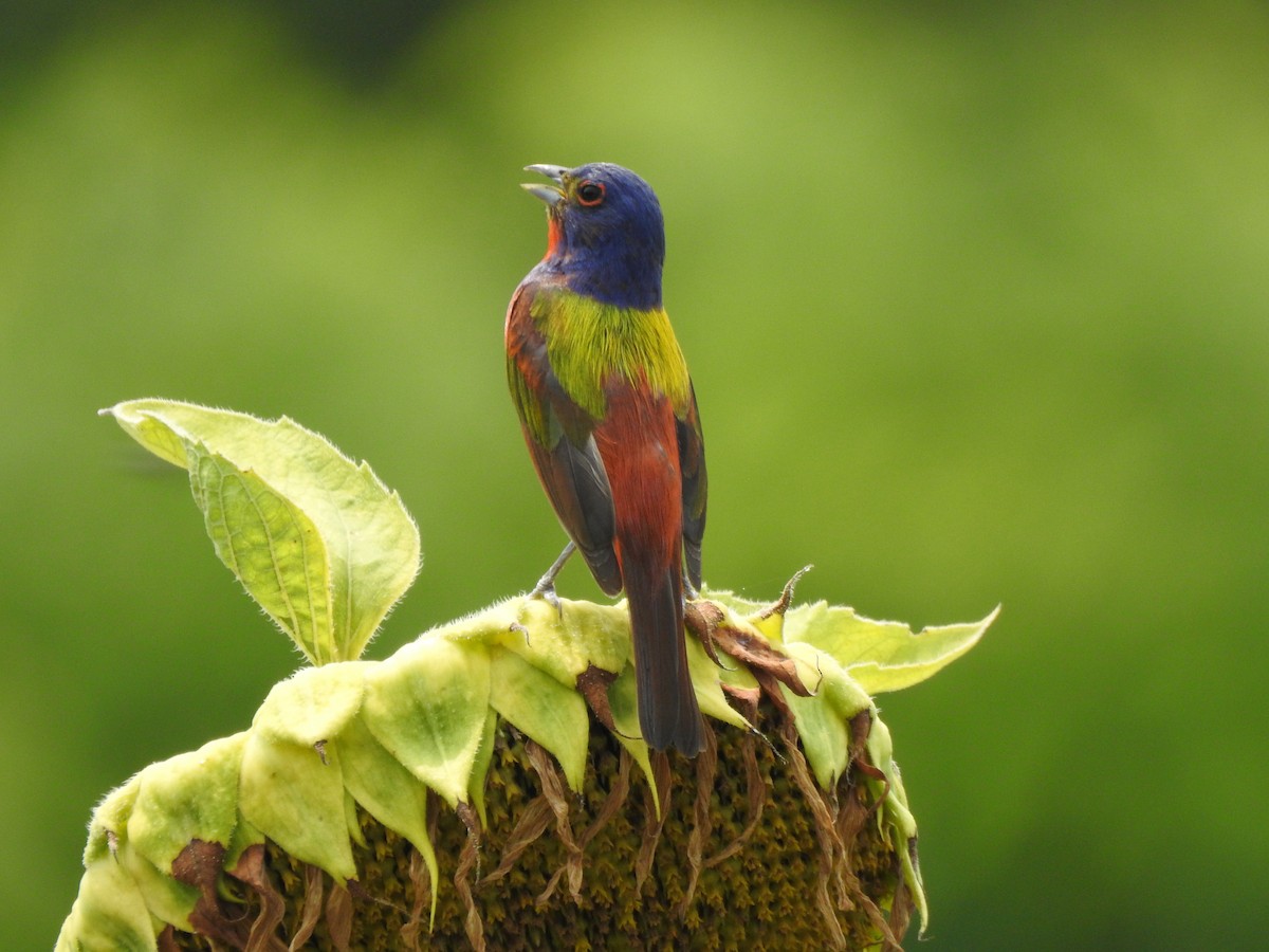 Painted Bunting - ML646209067