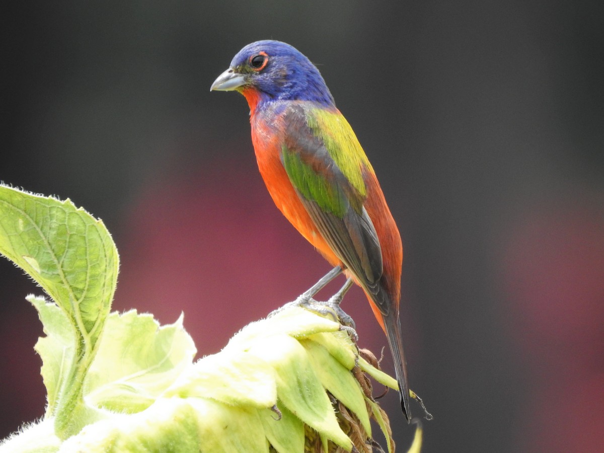 Painted Bunting - ML646209068