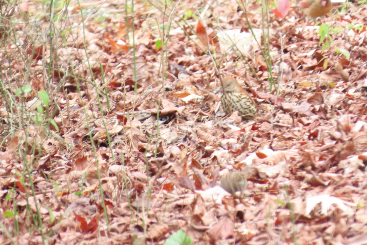 Brown Thrasher - ML646209078