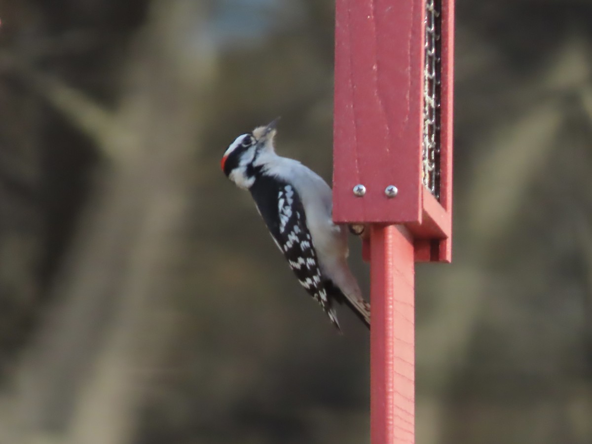 Downy Woodpecker - ML646209079