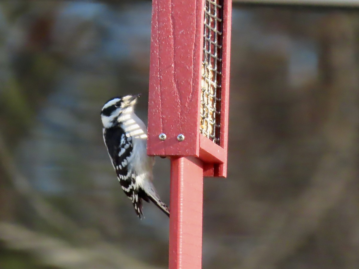 Downy Woodpecker - ML646209080