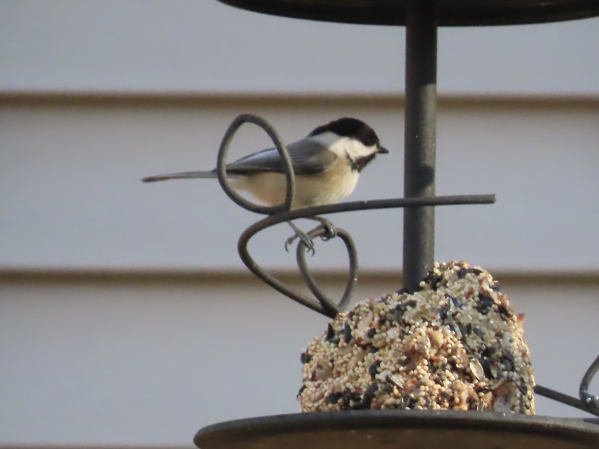 Black-capped Chickadee - ML646209085