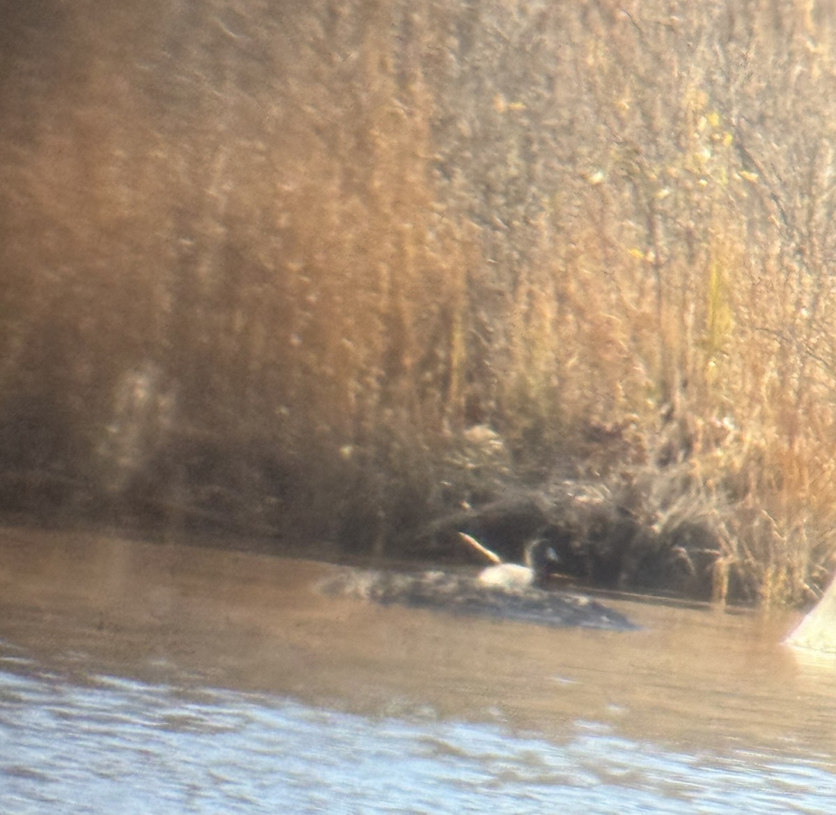 American Coot - ML646209089