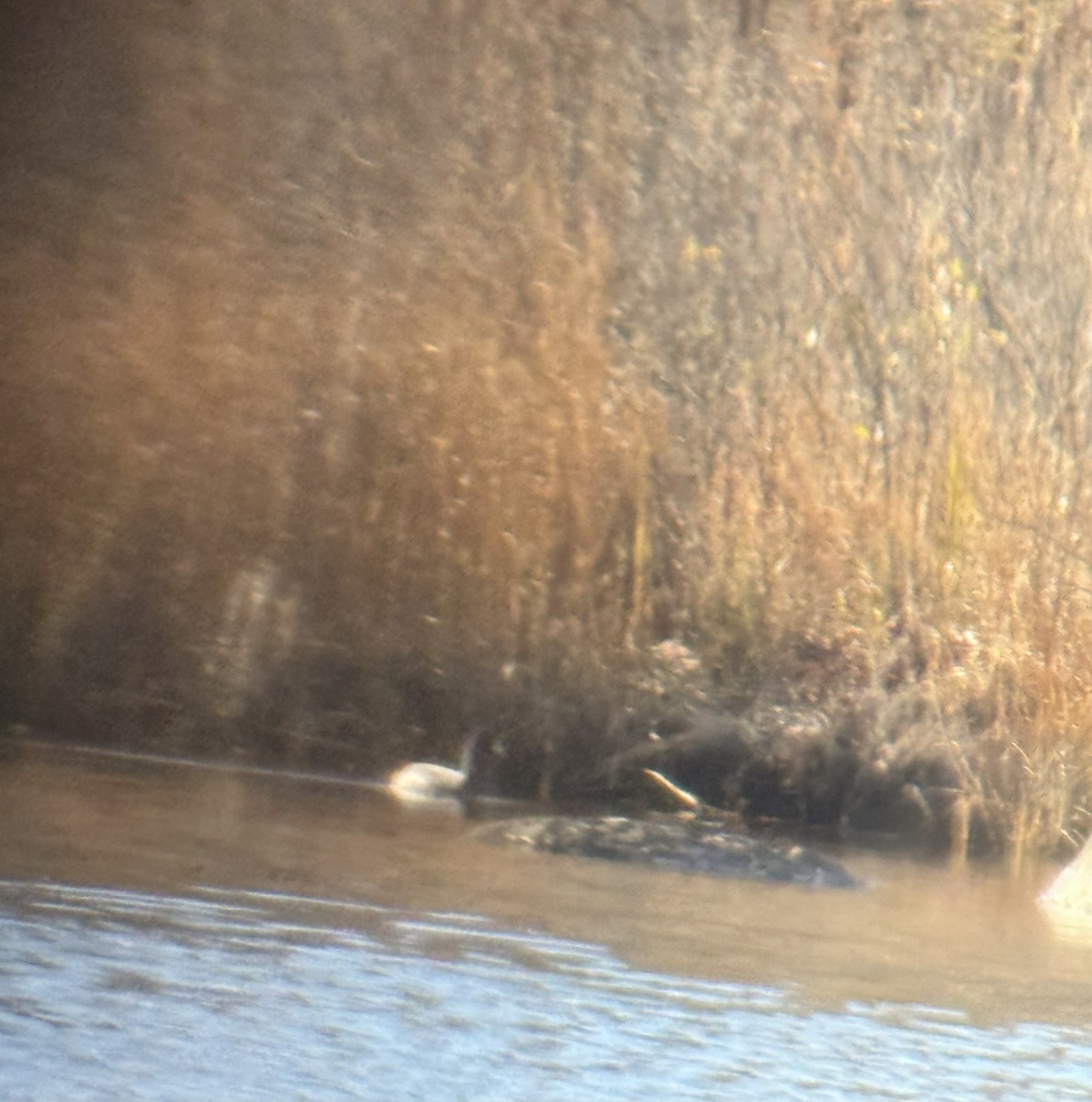 American Coot - ML646209090