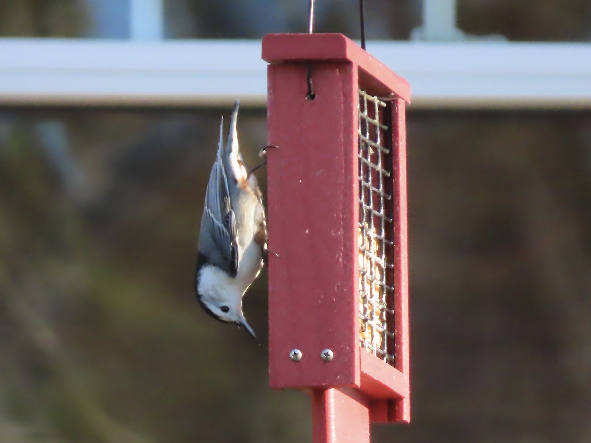 White-breasted Nuthatch - ML646209091