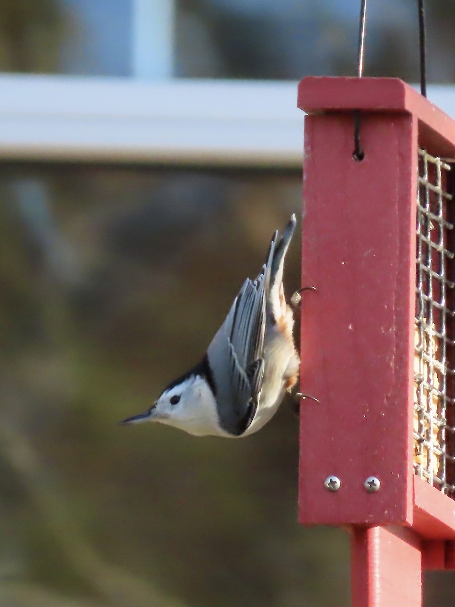 White-breasted Nuthatch - ML646209092