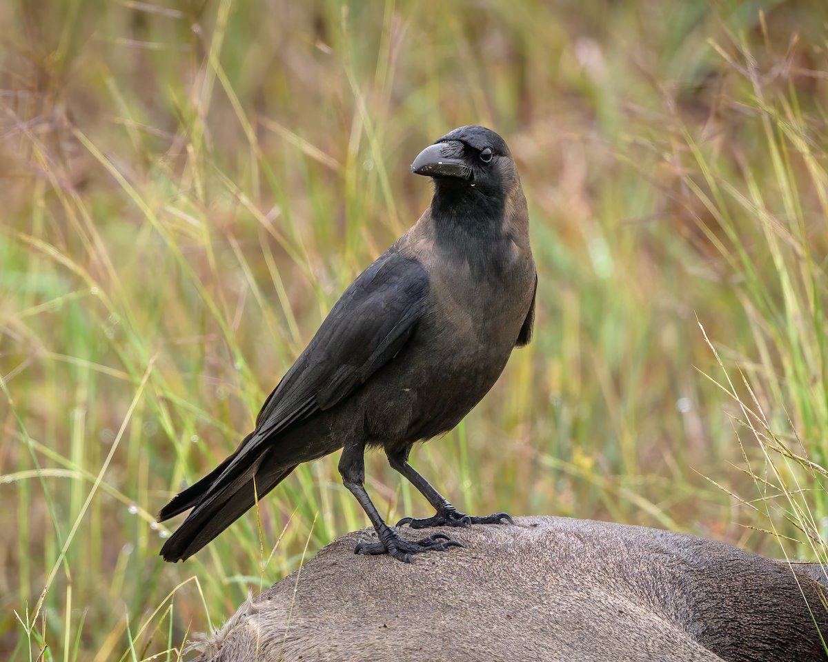 House Crow - ML646209094