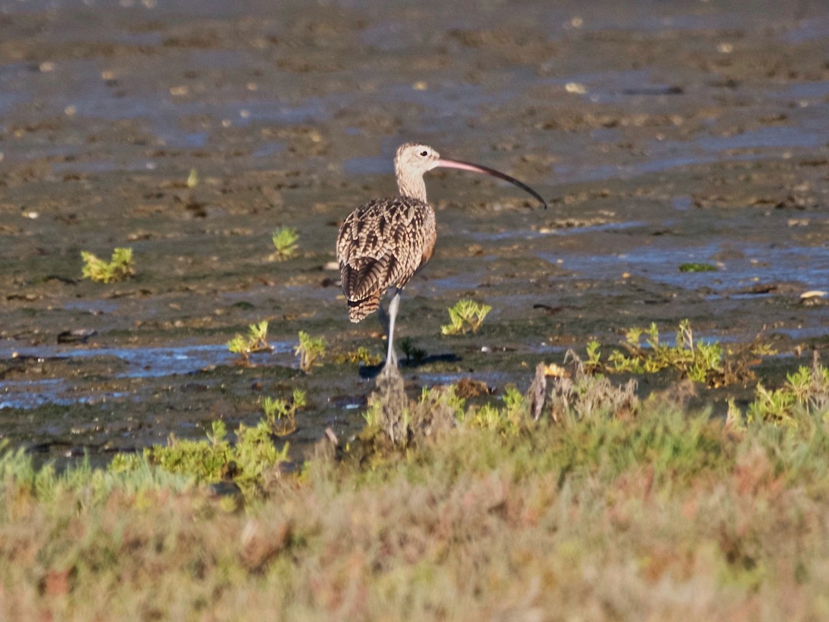 Кульон американський - ML646209096