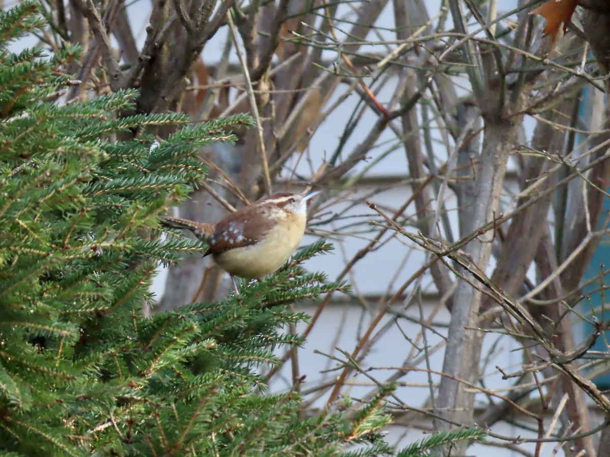 Carolina Wren - ML646209099