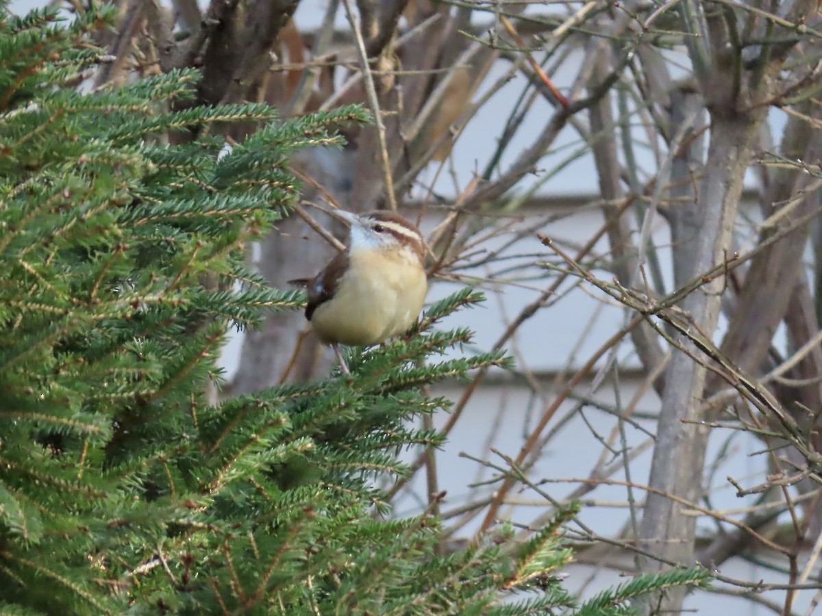 Carolina Wren - ML646209100