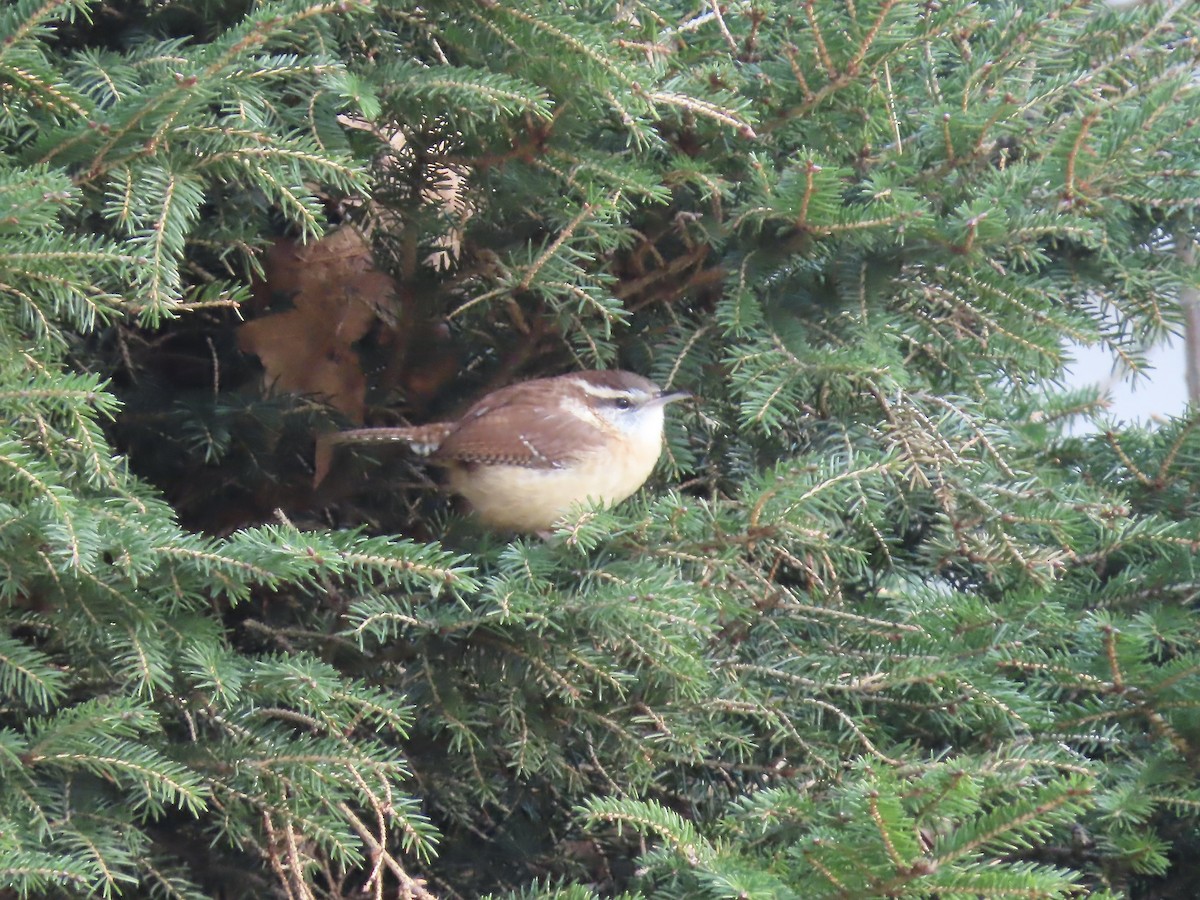 Carolina Wren - ML646209101
