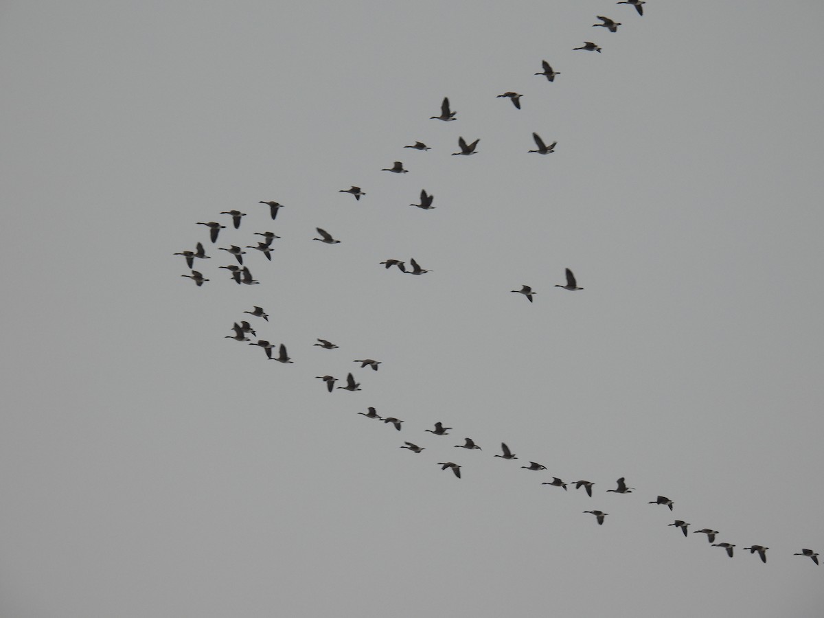 Canada Goose - ML646209102