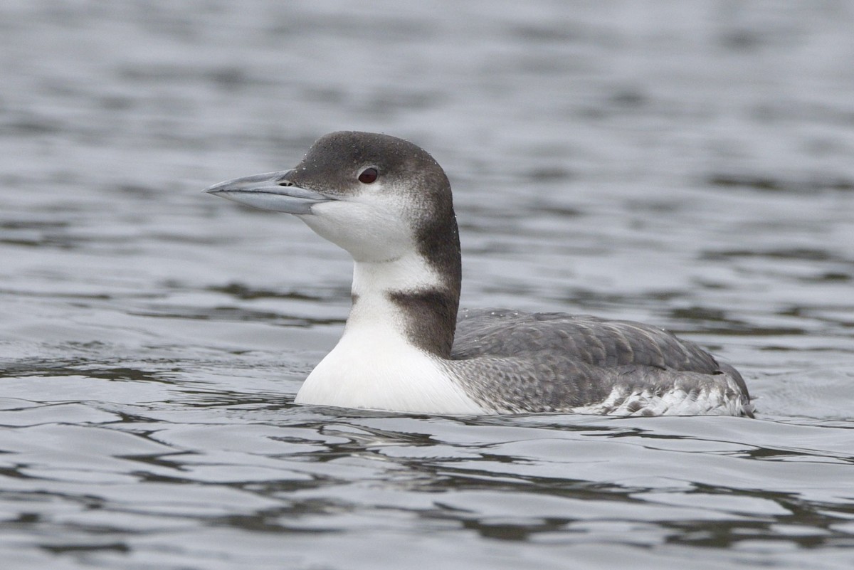 Common Loon - ML646209105