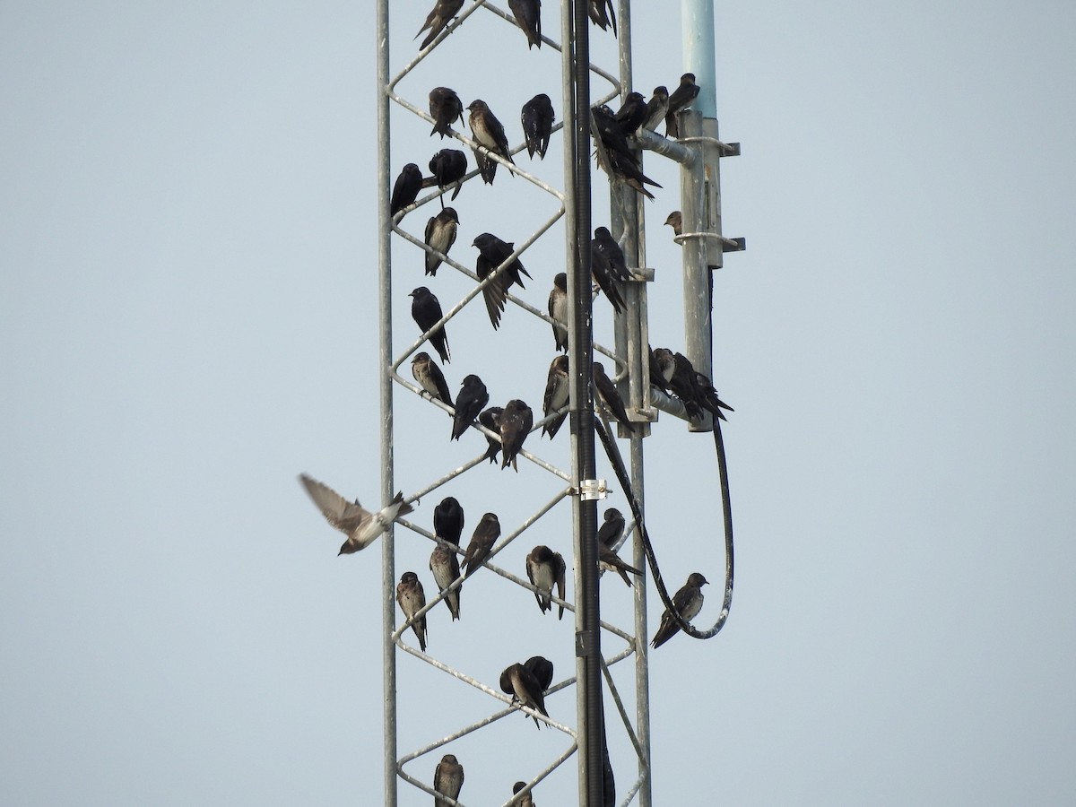 Большая ласточка - ML646209113