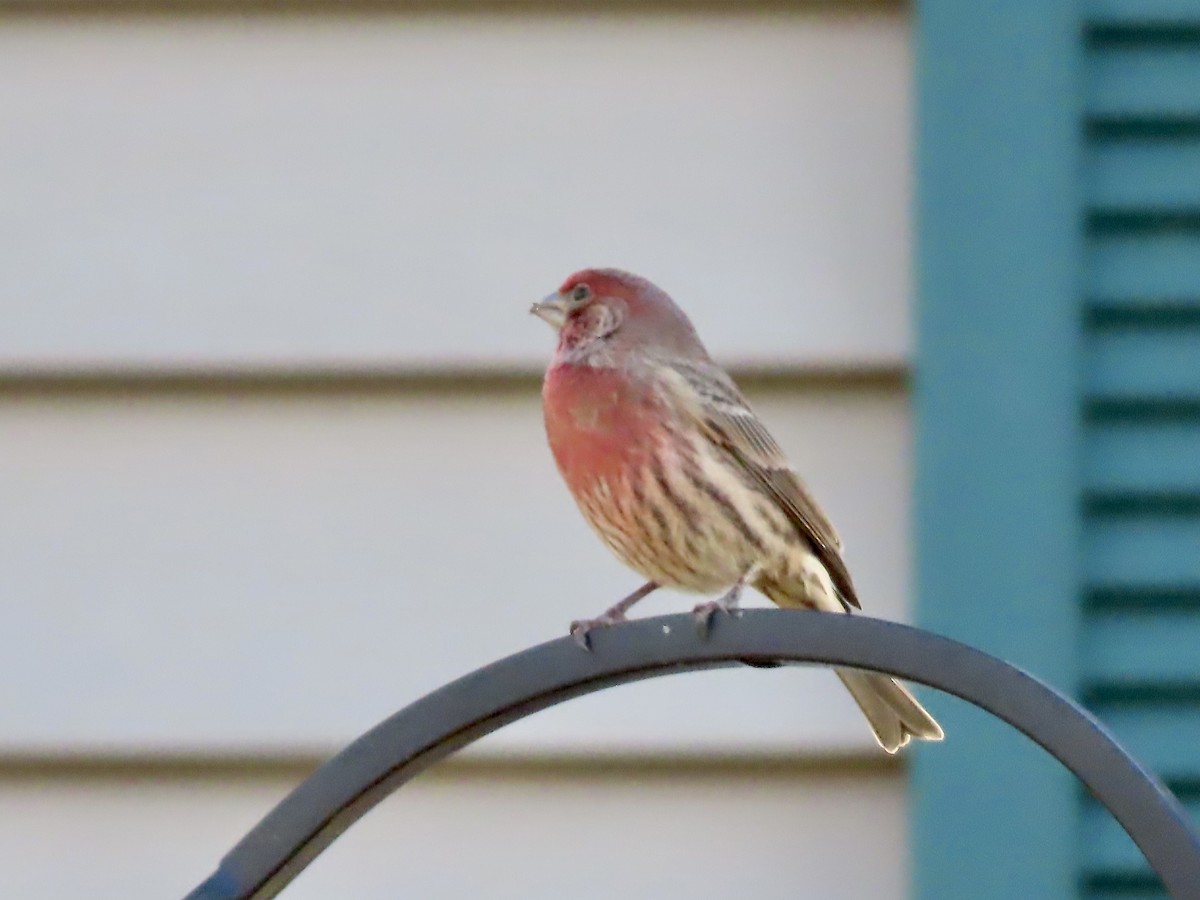 House Finch - ML646209114