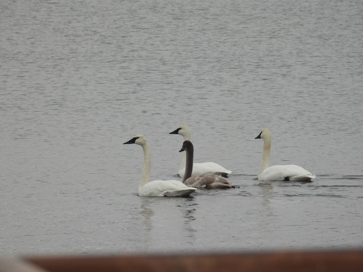 Trumpeter Swan - ML646209119