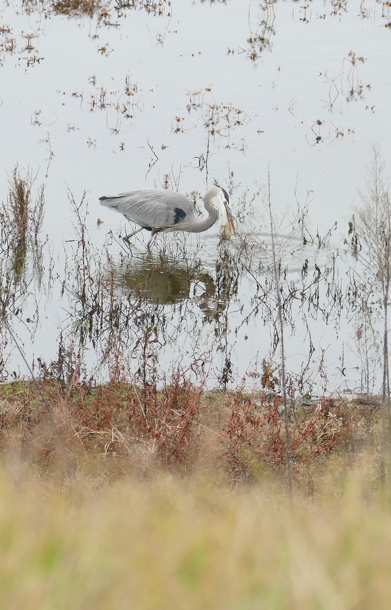 オオアオサギ - ML646209120