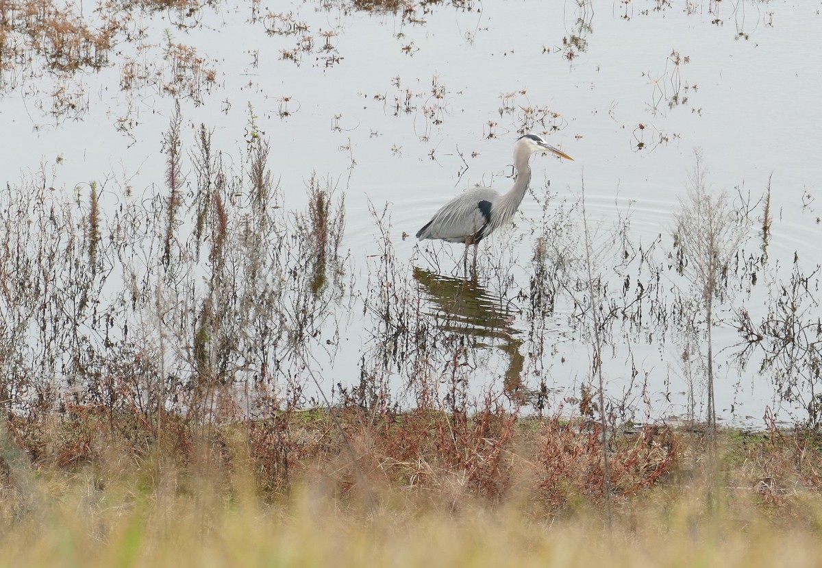 オオアオサギ - ML646209121