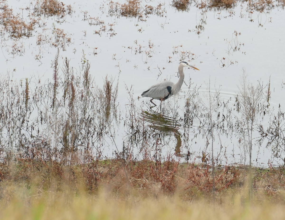 オオアオサギ - ML646209122
