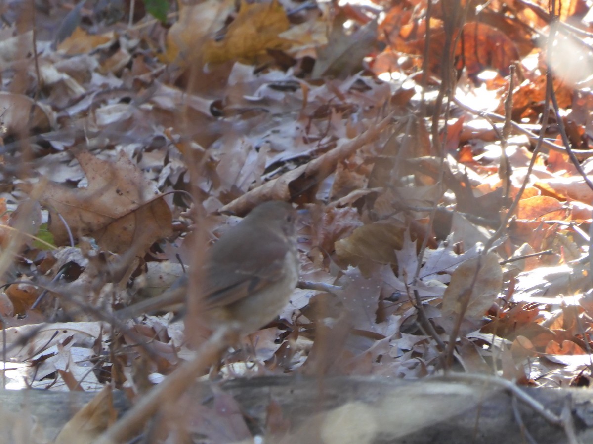 Дрізд-короткодзьоб плямистоволий - ML646209125