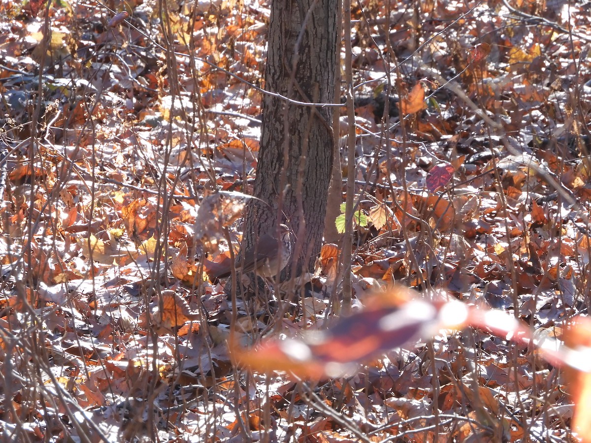 Дрізд-короткодзьоб плямистоволий - ML646209126