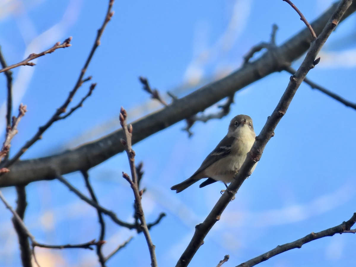 Çam Ötleğeni - ML646209127