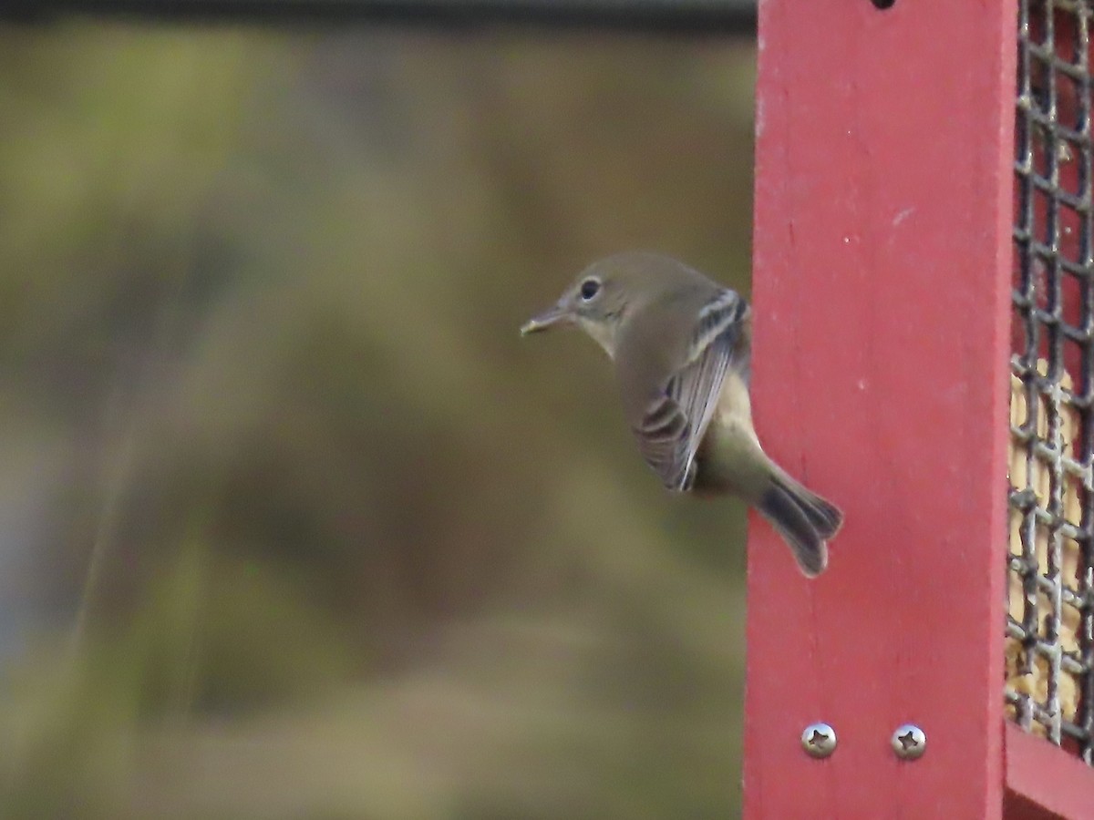 Çam Ötleğeni - ML646209128