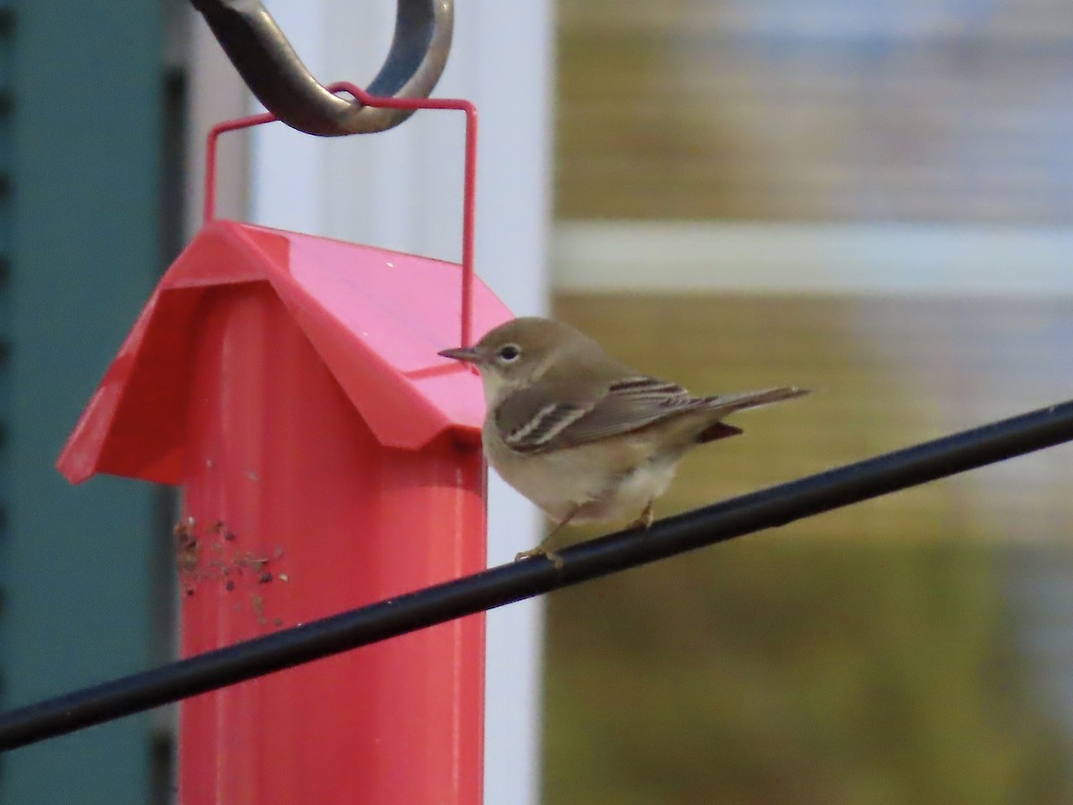 Çam Ötleğeni - ML646209129