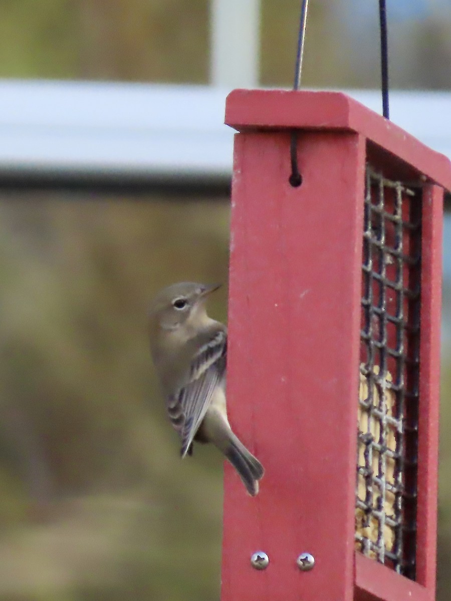 Çam Ötleğeni - ML646209130