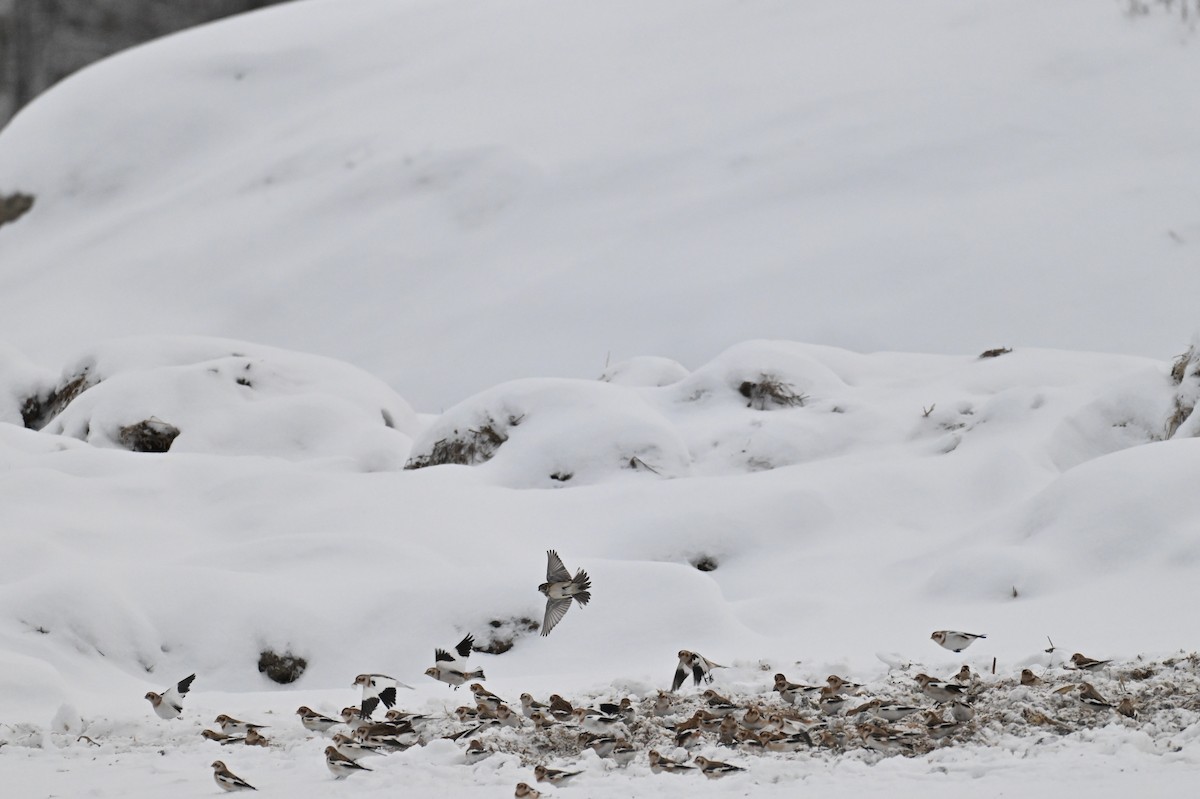 鐵爪鵐 - ML646209132